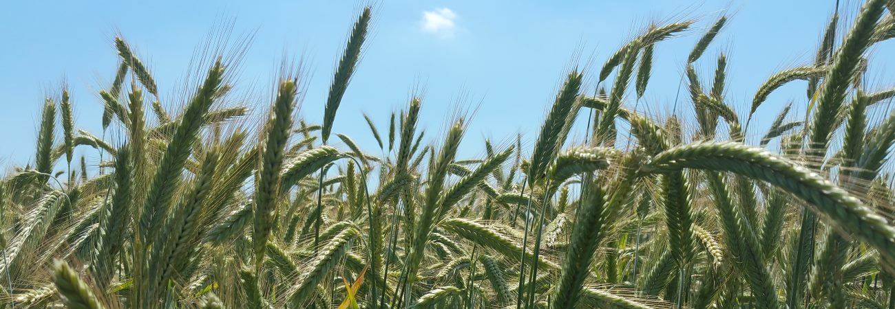 Erzeugergemeinschaft für Qualitätsraps und pflanzliche Produkte Unterfranken e.V.